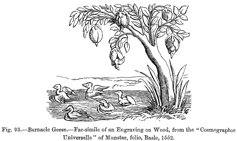 File:Barnaclegeese1552.png