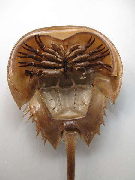 File:Horseshoe crabIMG 5878.jpg