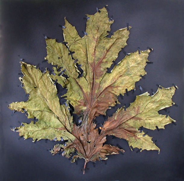 File:Heracleumleaf08.jpg