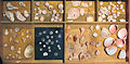 Drawerofshells08.jpg