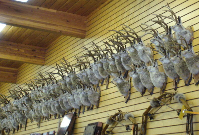 File:Wallofjackalopes08.jpg